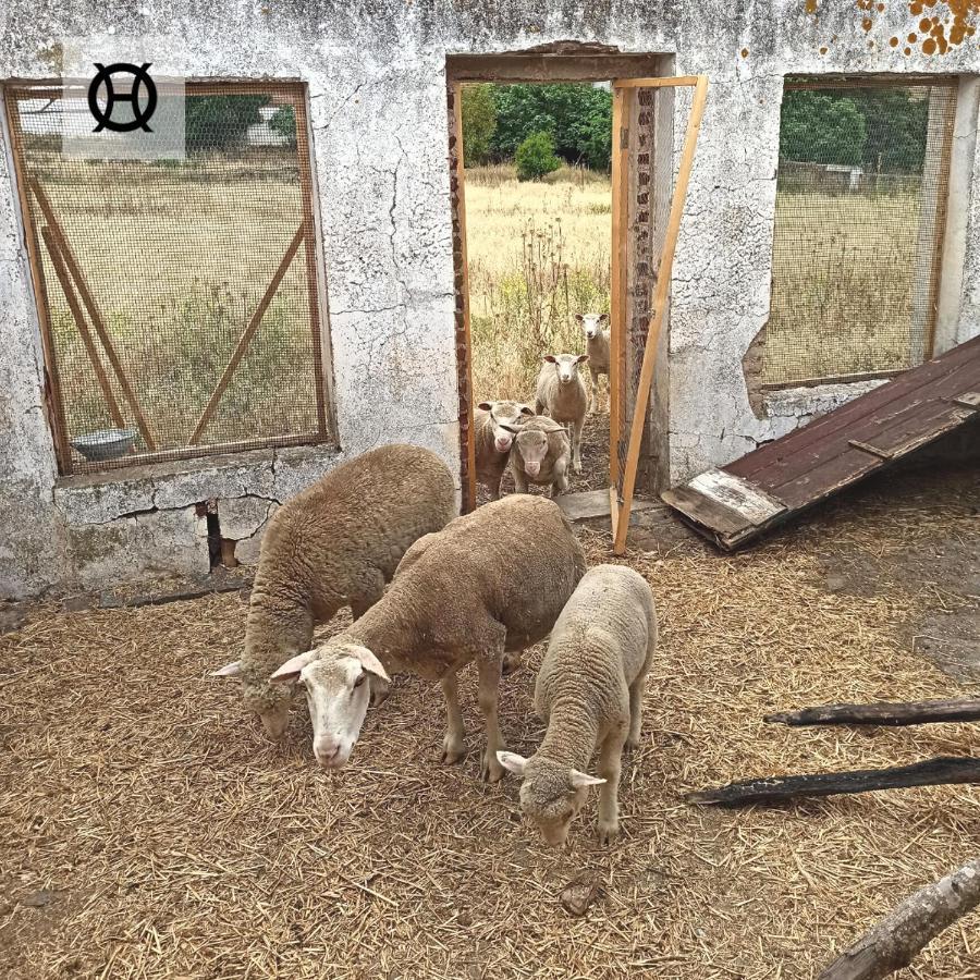 Herdade Da Ordem Cabeço de Vide 外观 照片